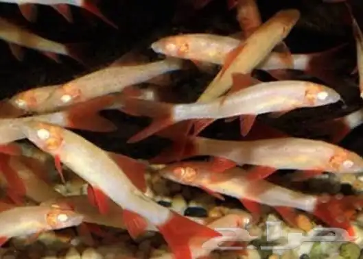 سمك زينه للبيع 6