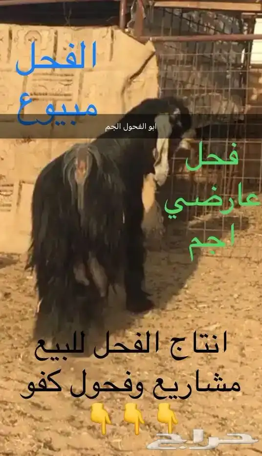 فحول عوارض اجم وبقرون 10