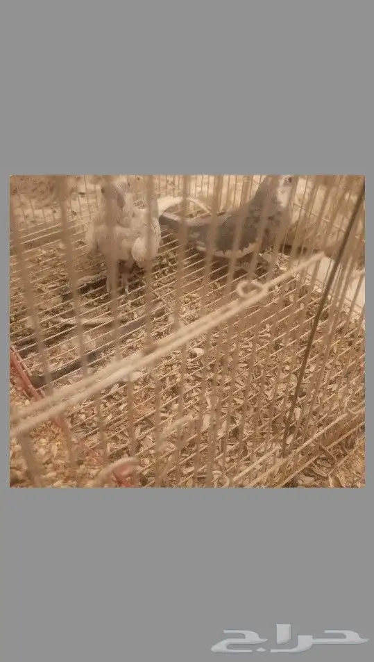 قسم طيور كروان زوج 0