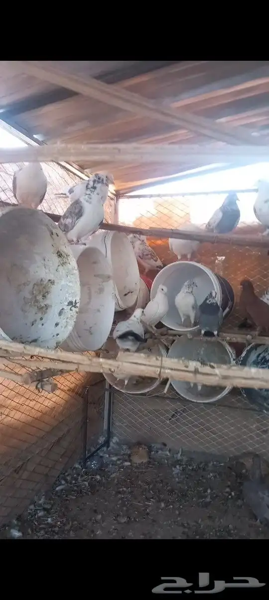 موجود حمام كفوو للبيع 3