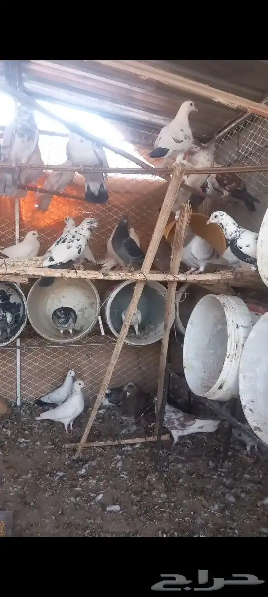 موجود حمام كفوو للبيع 1