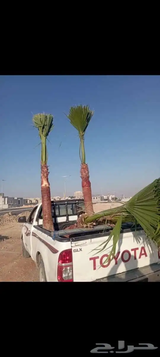 مقاول شبوك ونخيل 2