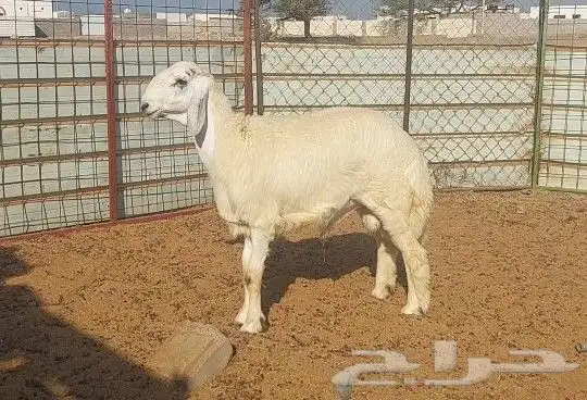 طلي تم البيع 3