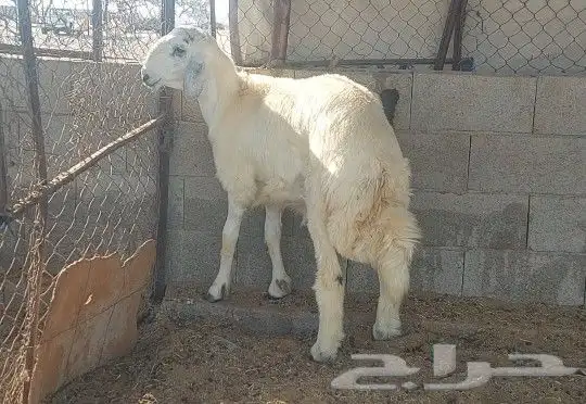 طلي تم البيع 0