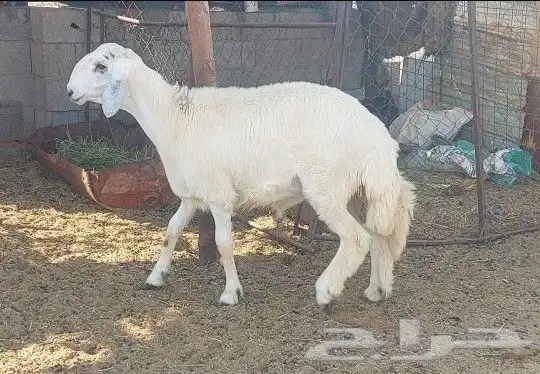 طلي تم البيع 1