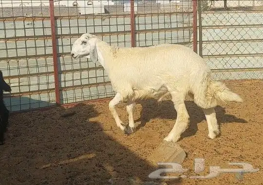 طلي تم البيع 2