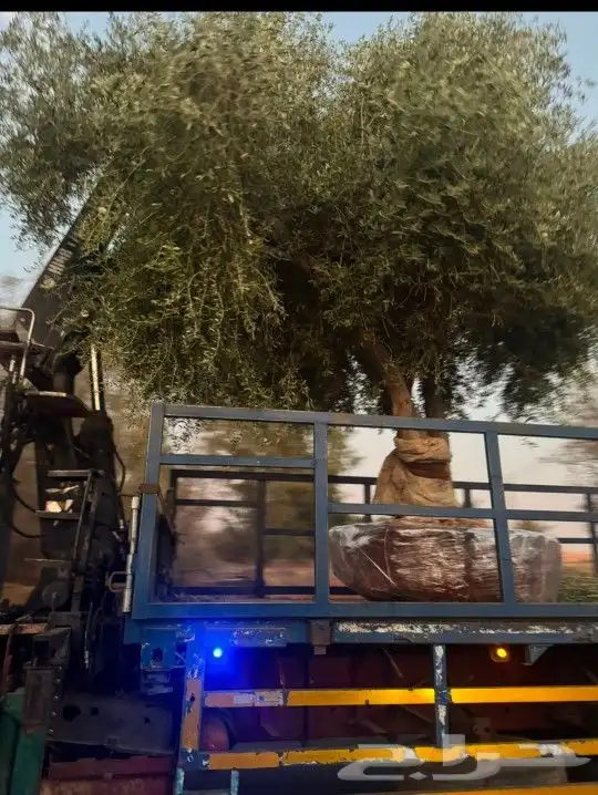زيتون للبيع بجميع الاحجام والاعمار 3