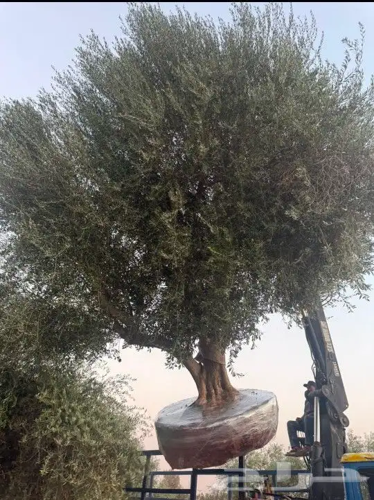زيتون للبيع بجميع الاحجام والاعمار 5