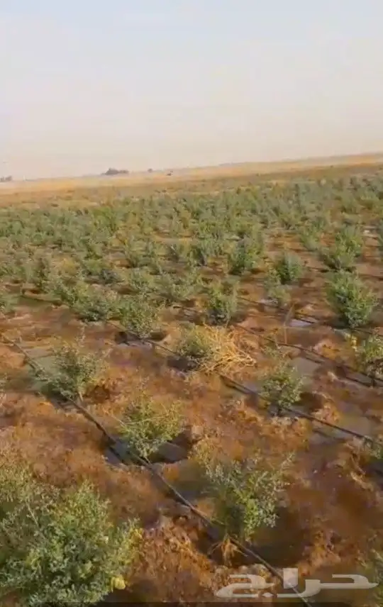 حنا عضوي 100 من مزارعنا في ينبع النخل 4