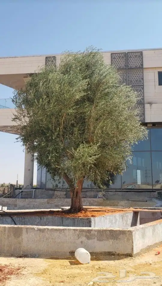 زيتون للبيع بجميع الاحجام والاعمار 1