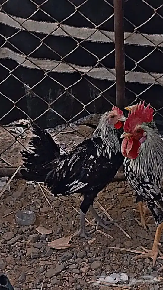 ديك اسود العمر 5 شهور ودجاجتين سود وحده قباعيه السعر على الس 1