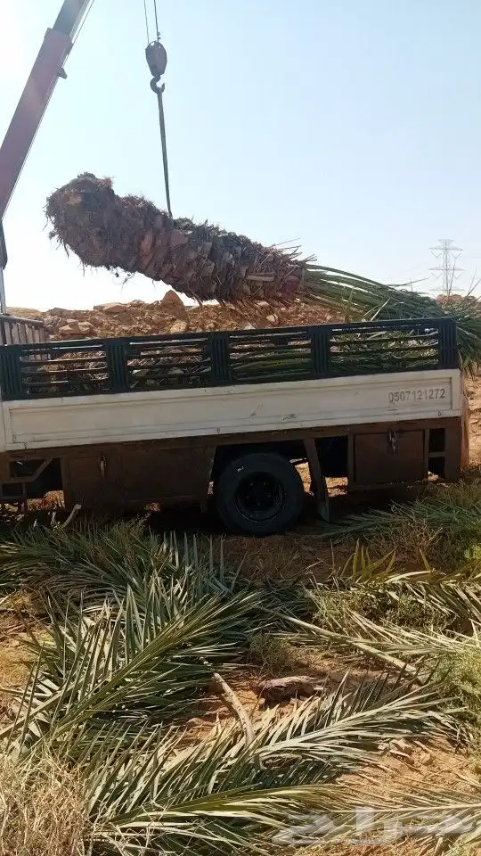 فروخ وجثايث 4