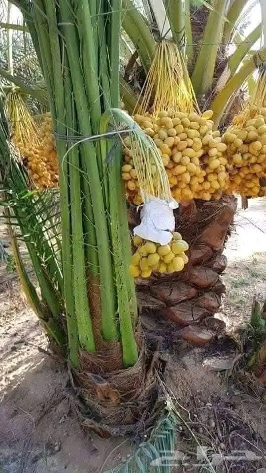 ابو علي لتوريد انخيل 8