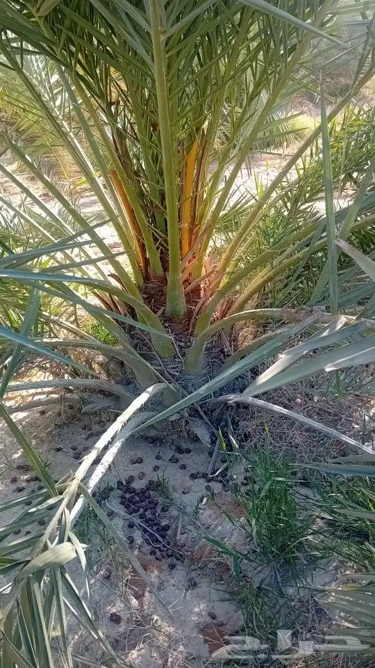 فروخ وجثايث 2