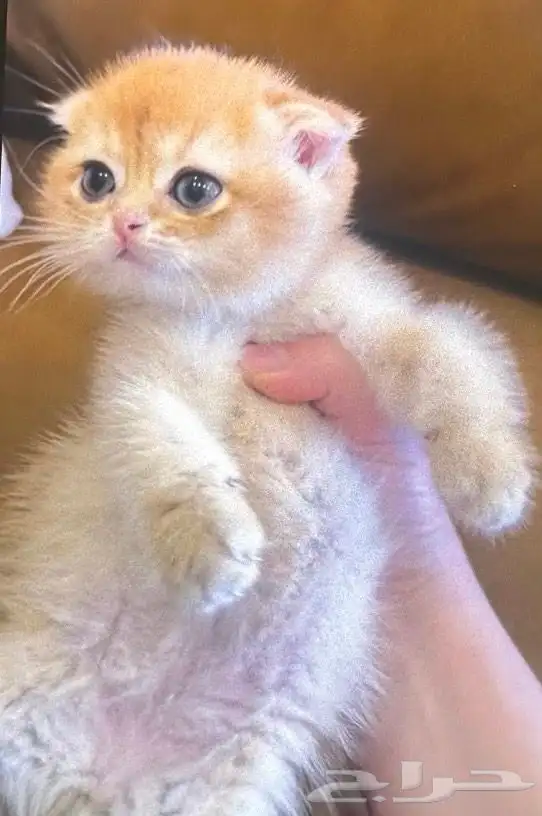 سكوتش فولد مسجل شهادة نسب 0