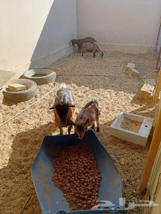 3 قزميات دفيع قريبات وضع معهن جفزة 5 شهور طيبات ويتاومن 0