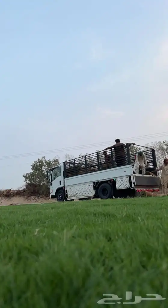 دينا نقل عفش داخل جده وخارج جده 0