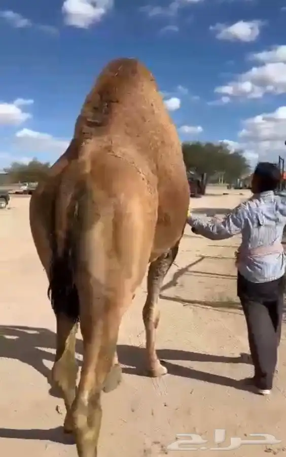 جمل لبيع مشروط من جميع العيون ضراب عشار وطبعه هدي 3