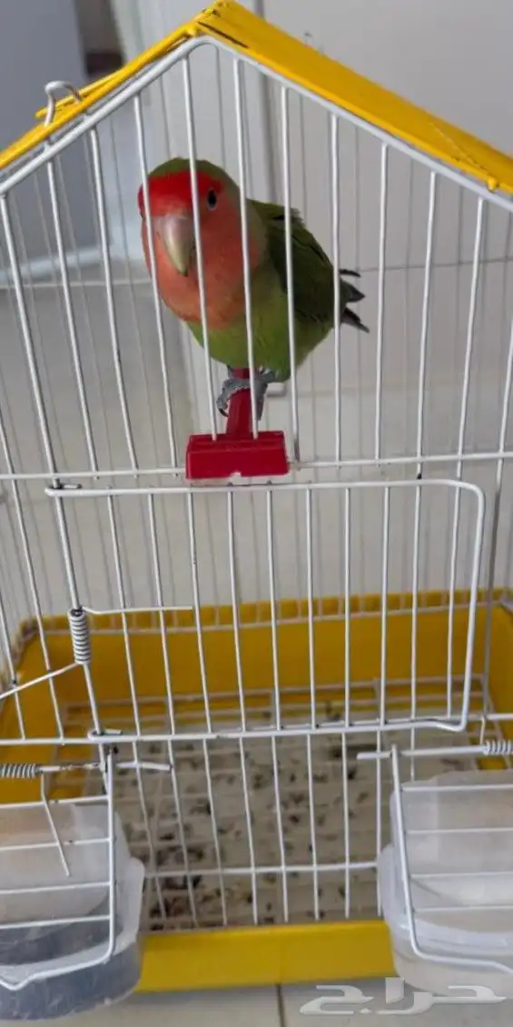3 طيور روز اليفه كل واحد بقفصه 2