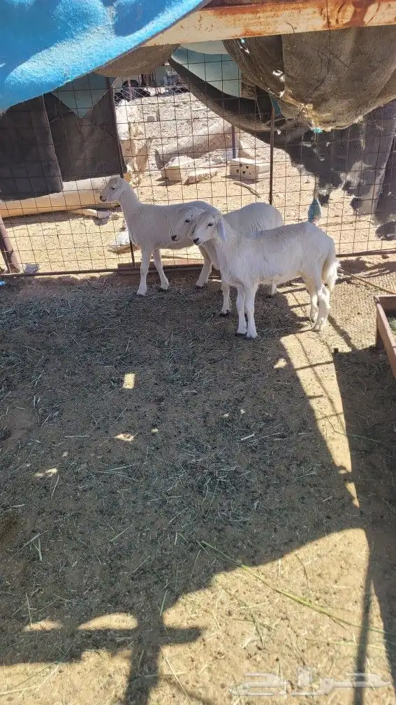 طلي وثنتين رخال اعمارها ثلاثه أشهر 0