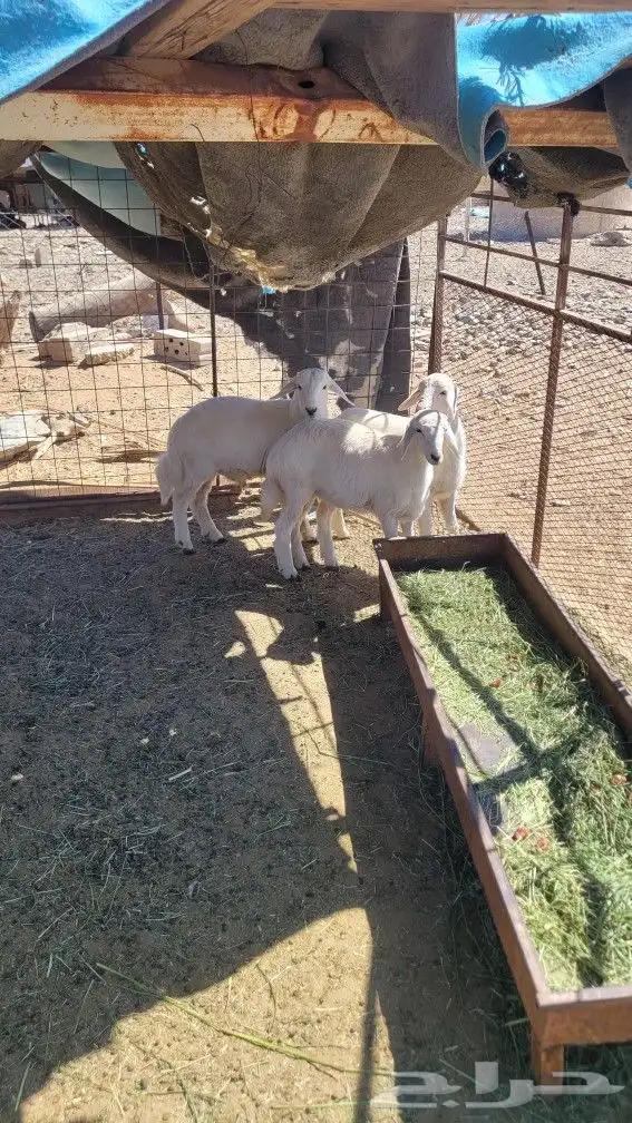 طلي وثنتين رخال اعمارها ثلاثه أشهر 1