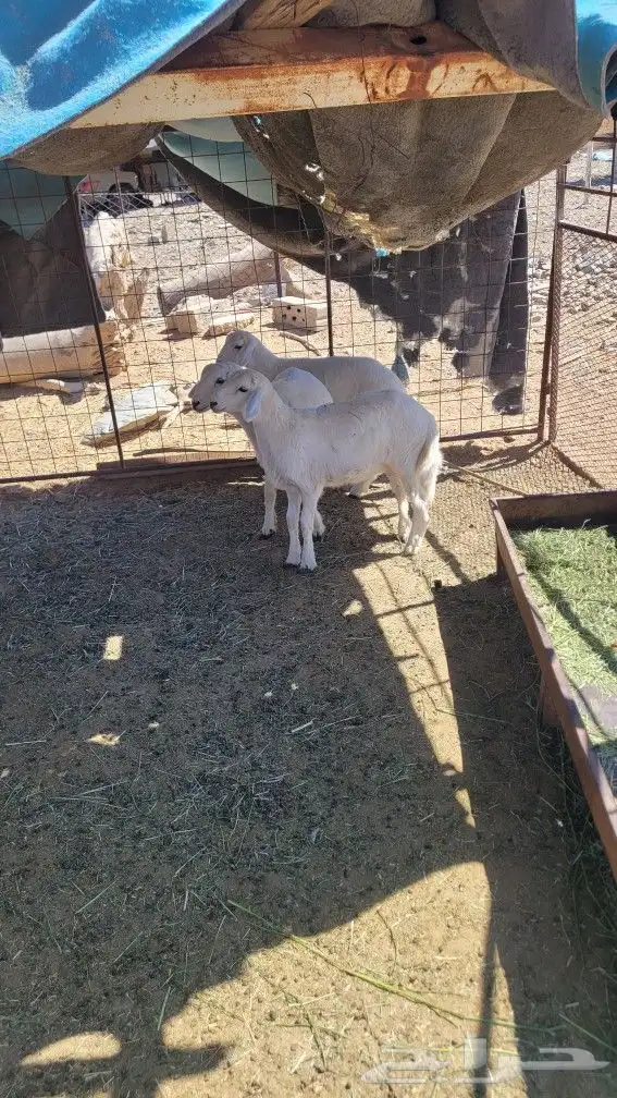 طلي وثنتين رخال اعمارها ثلاثه أشهر 2