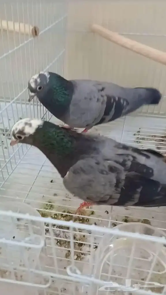 صنعاني شيبه مع ولده 1