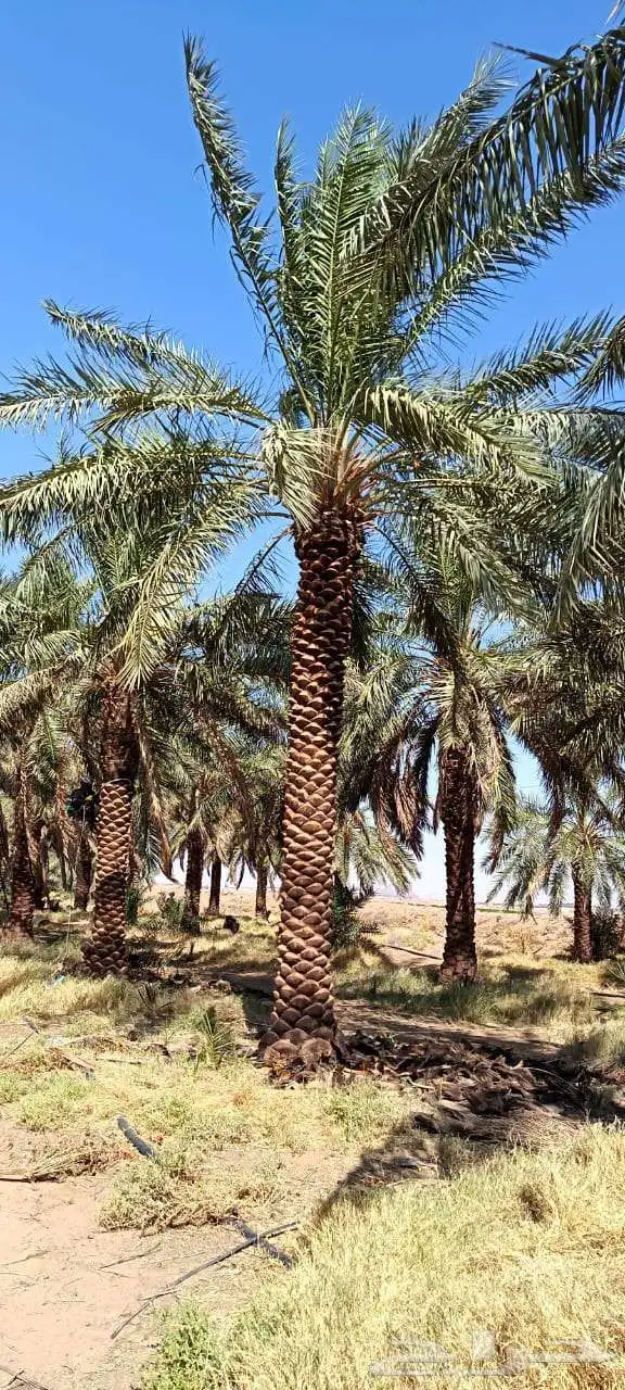 نخيل تكريب هلال من 4متر لا5متر 4