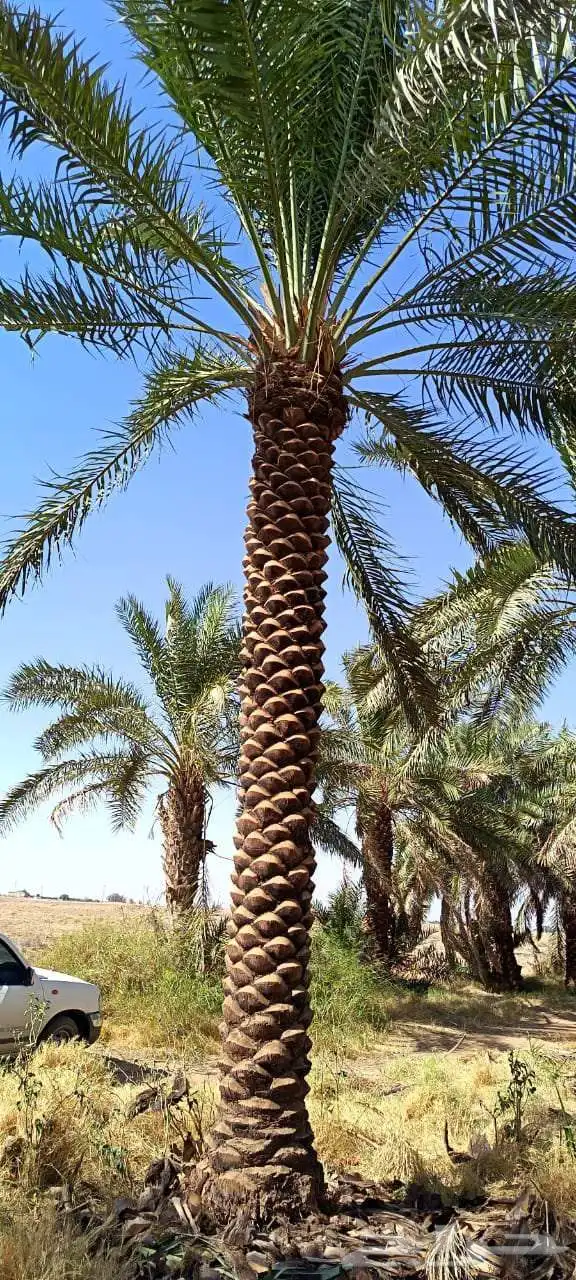 نخيل تكريب هلال من 4متر لا5متر 1