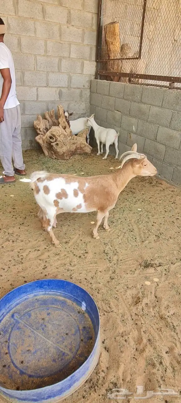 للبيع ماعز قزمي اناثي فقط و منوة المرربي و الاقناء 14