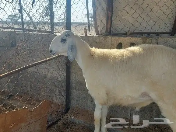 طلي تم البيع 5