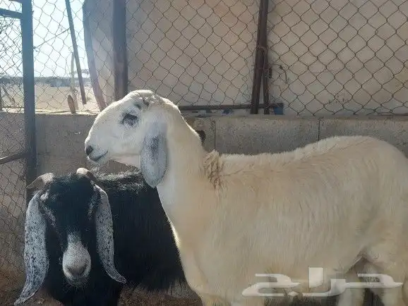 طلي تم البيع 4