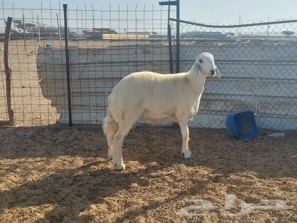 طلي تم البيع 6