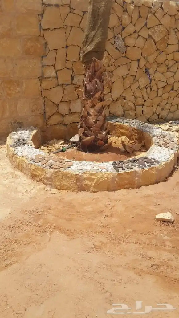 نخيل المجمعه 8