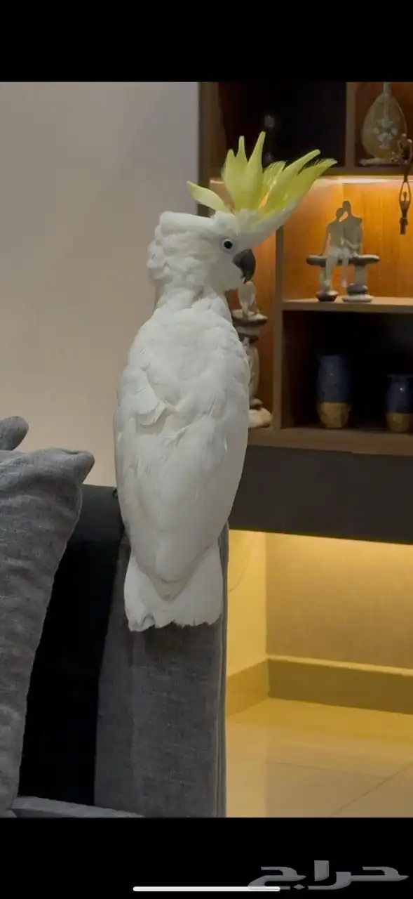 طير كوكاتو 0
