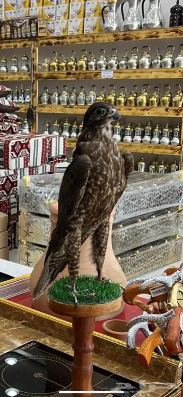 بيوت شعر جديدة ابيض واسود جميع المقاسات وخيم 26