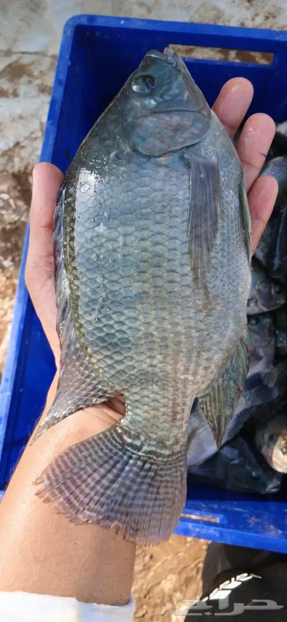 سمك بلطي حي 0