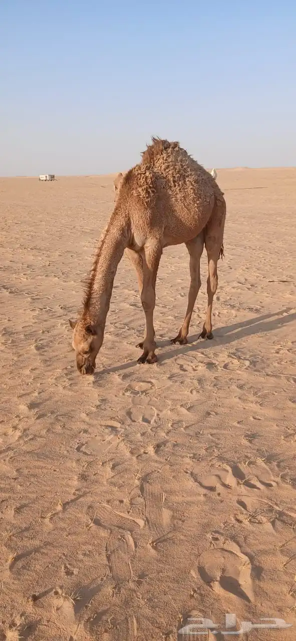 قعود للبيع 0