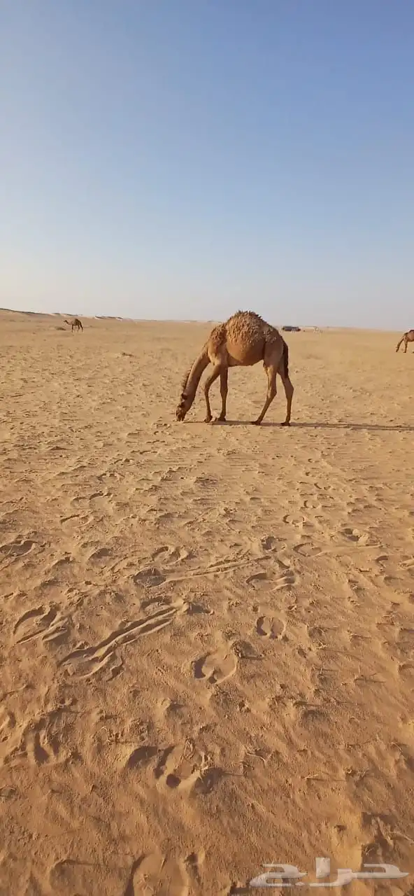 قعود للبيع 1