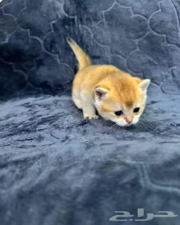 Scottish Fold NY11 9