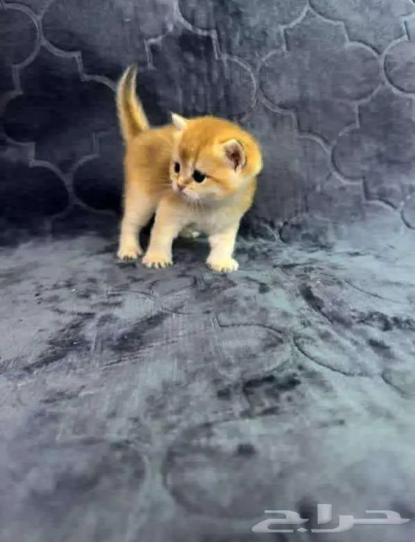 Scottish Fold NY11 3
