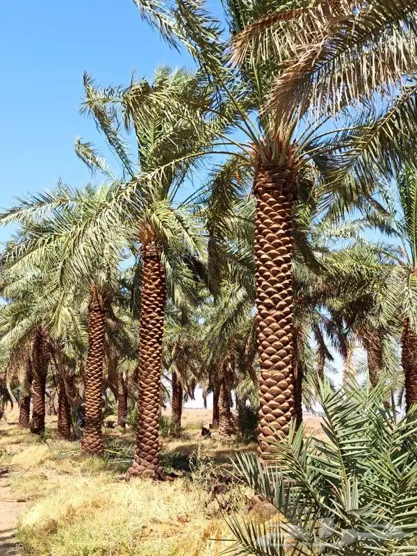 يوجد لدينا جميع انواع النخيل وجميع المقسات المختلفه المثمر و 8