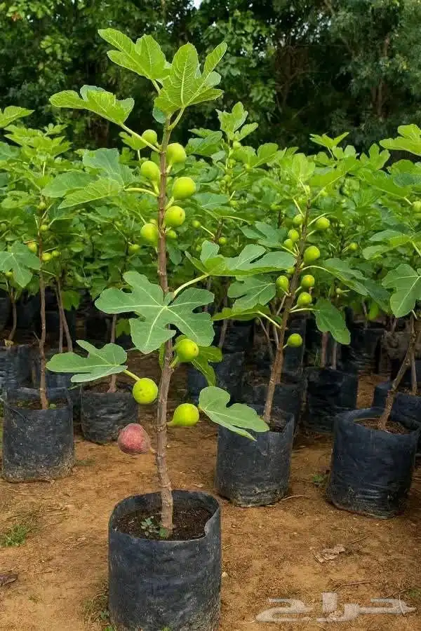 تقليم اشجار الفواكه 3