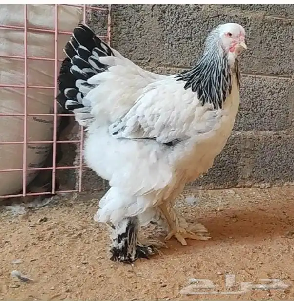 براهما كولمبي كونك صنف 1