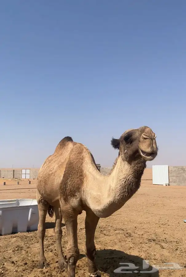 البعير المنتج سنه سديس 0