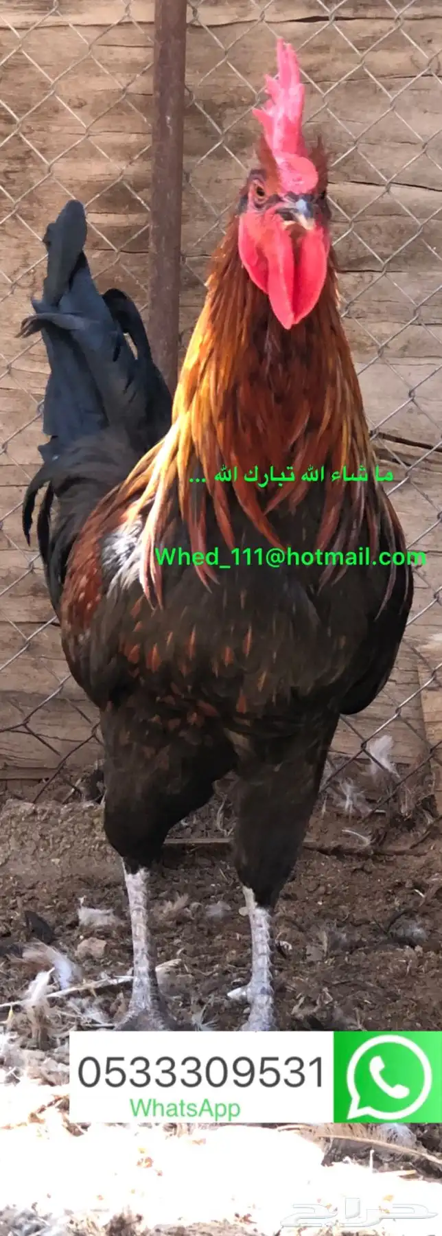 23 ديك بلدي عنيزة 10 شهور 21