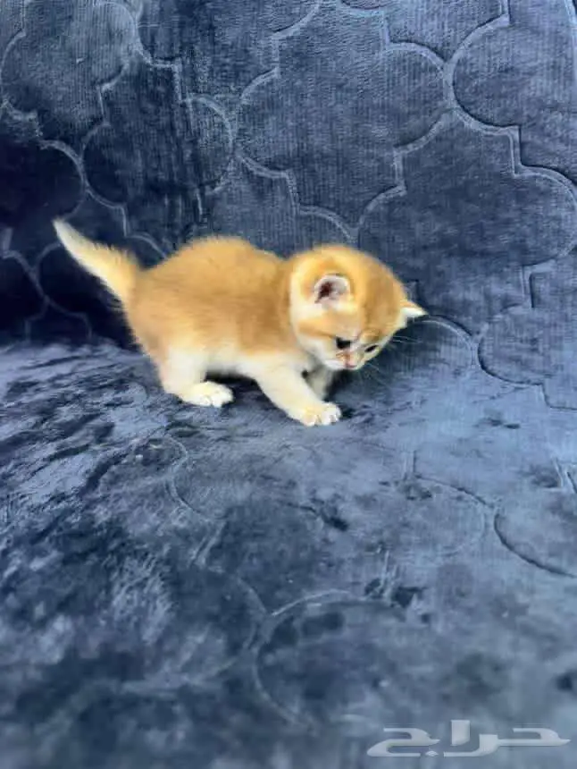 Scottish Fold NY11 8