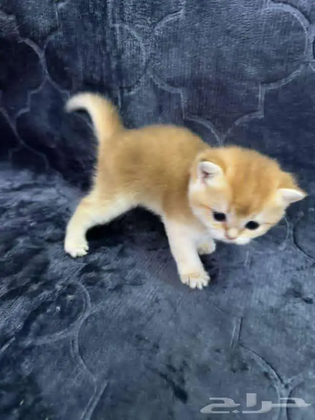 Scottish Fold NY11 7