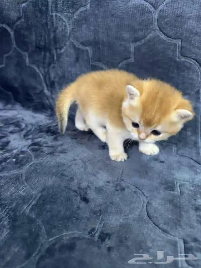 Scottish Fold NY11 6