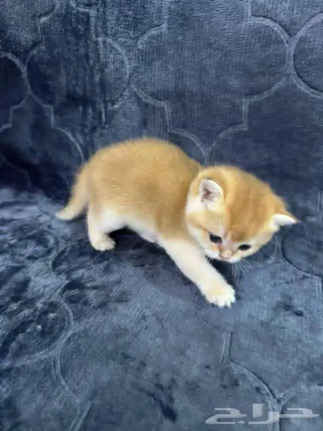 Scottish Fold NY11 5